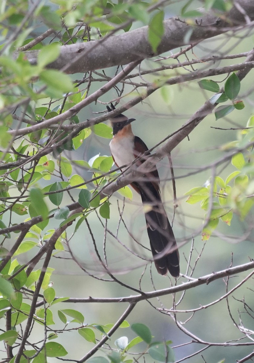 kukačka hnědokřídlá - ML647218303