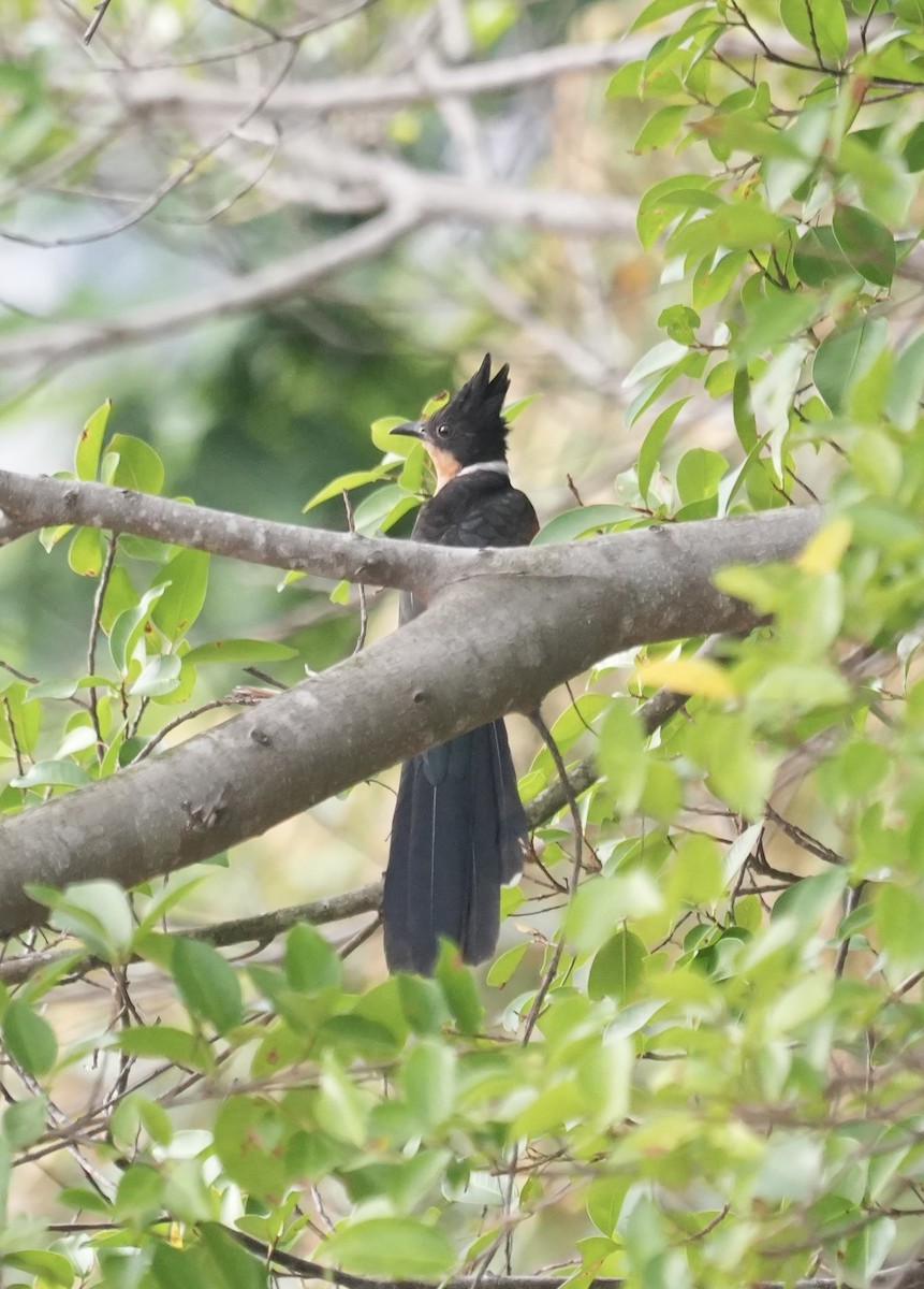 kukačka hnědokřídlá - ML647218304