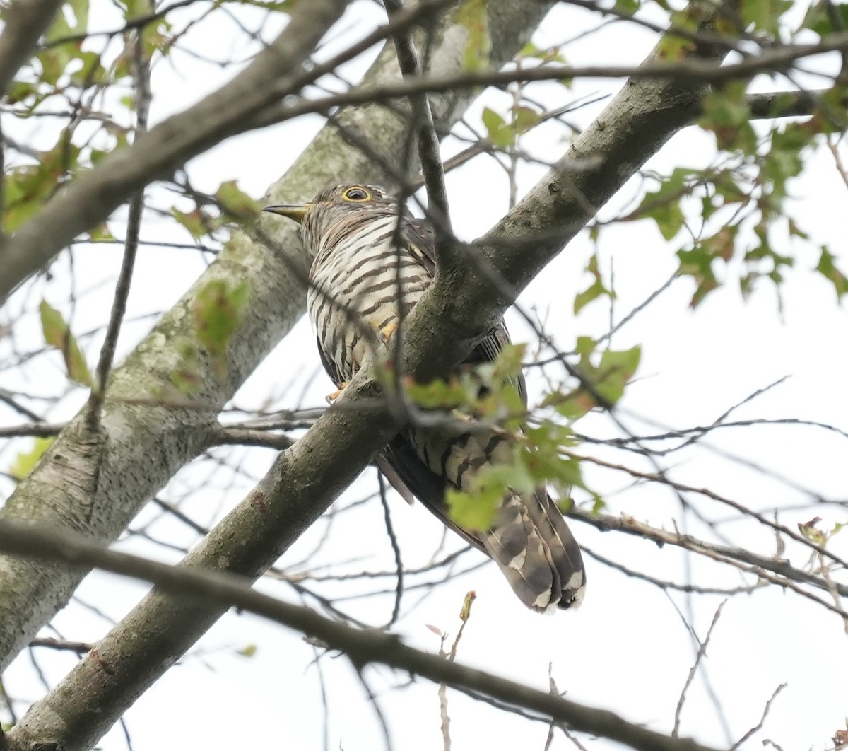 Indian Cuckoo - ML647218307