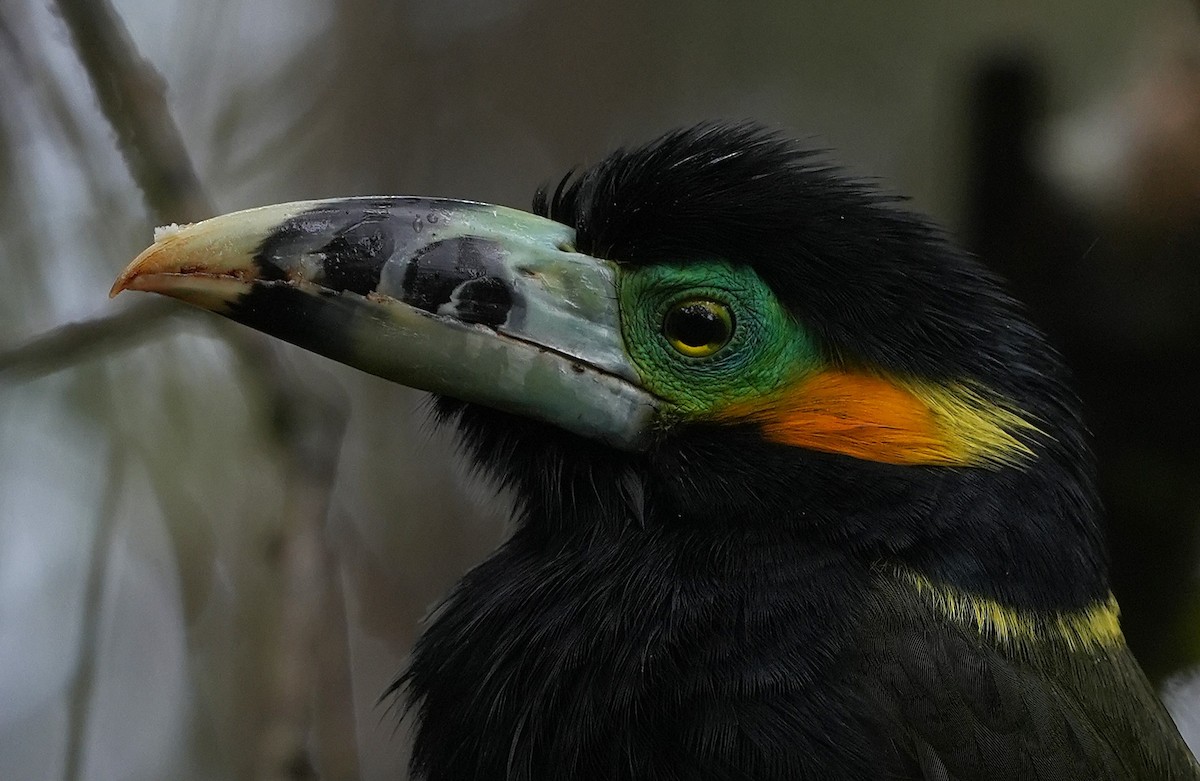 Spot-billed Toucanet - ML647218312