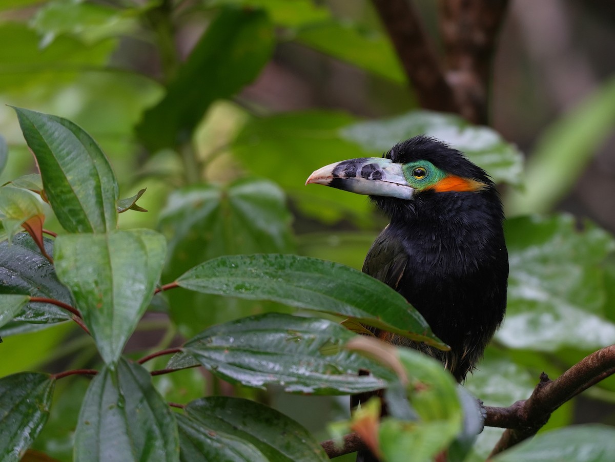 Spot-billed Toucanet - ML647218313