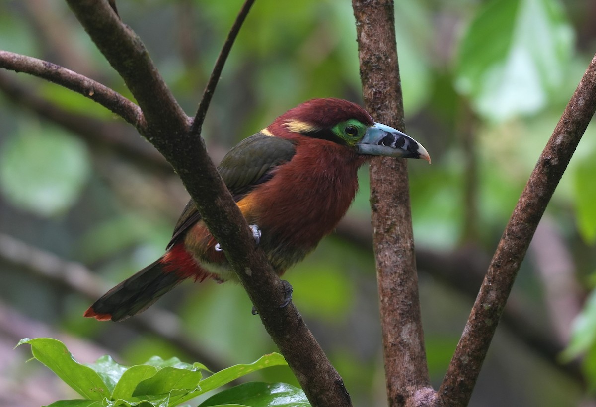 Spot-billed Toucanet - ML647218314
