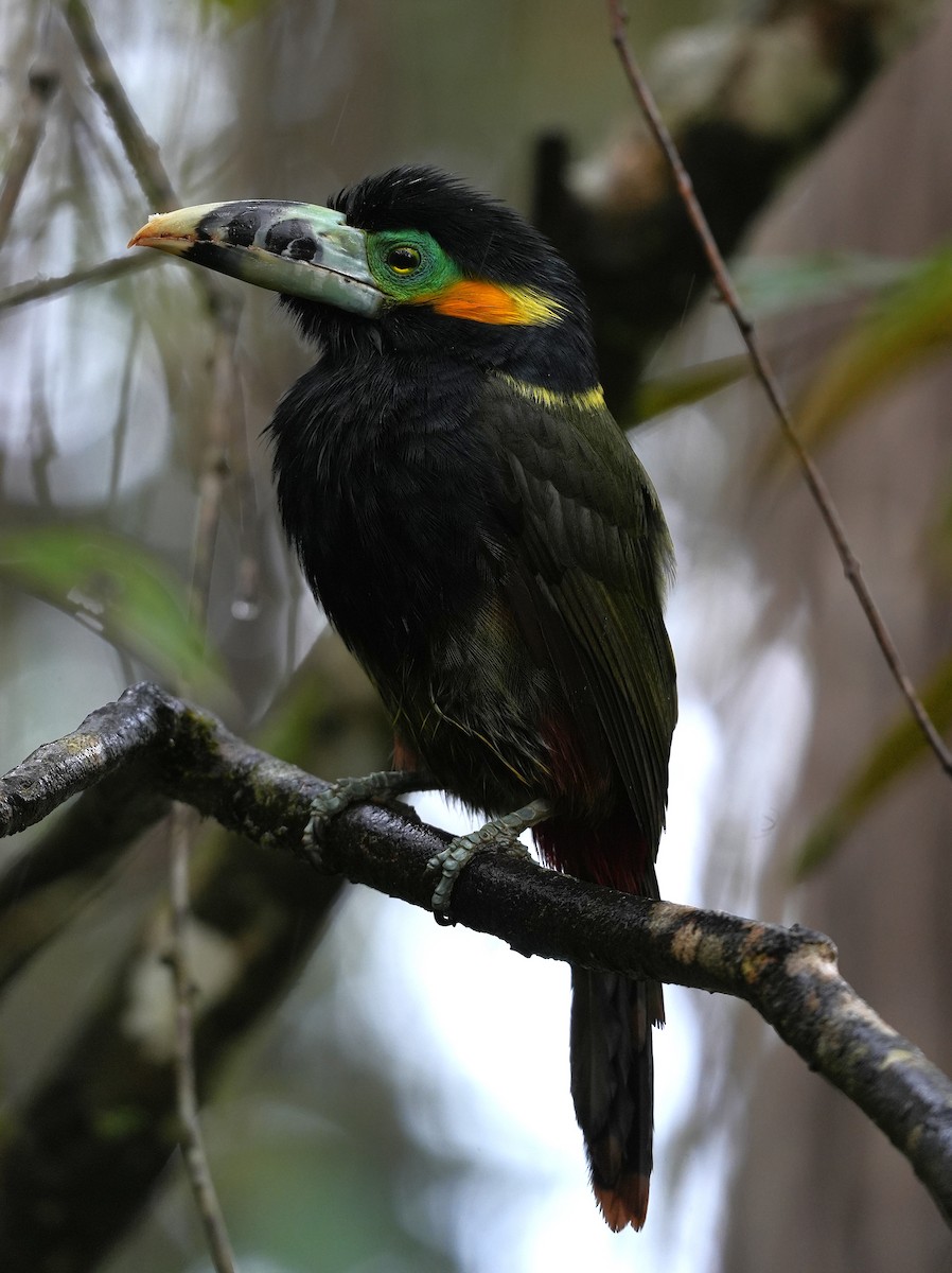 Spot-billed Toucanet - ML647218315