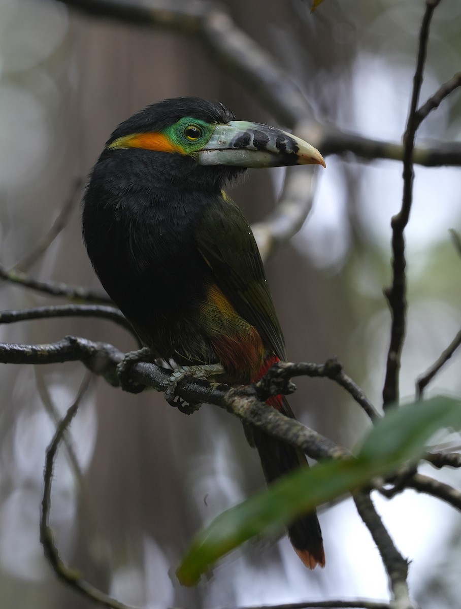 Spot-billed Toucanet - ML647218316