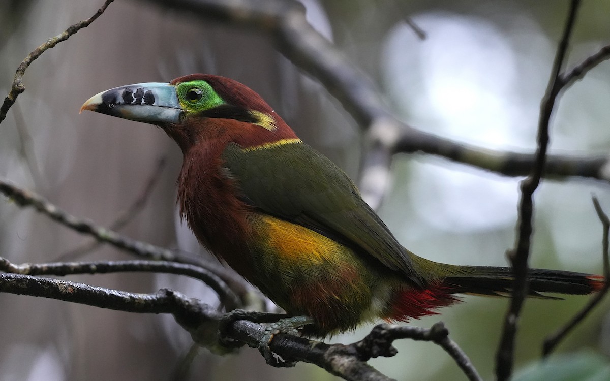 Spot-billed Toucanet - ML647218317