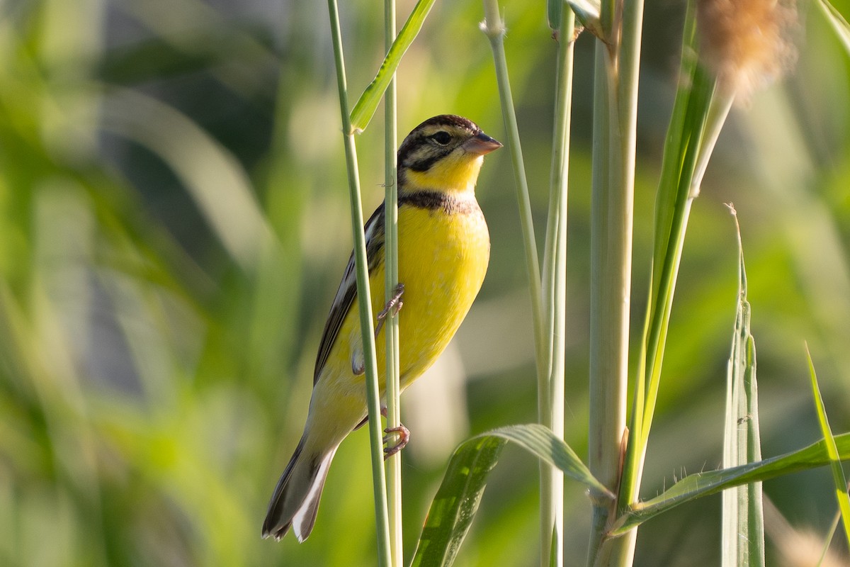 シマアオジ - ML647218321