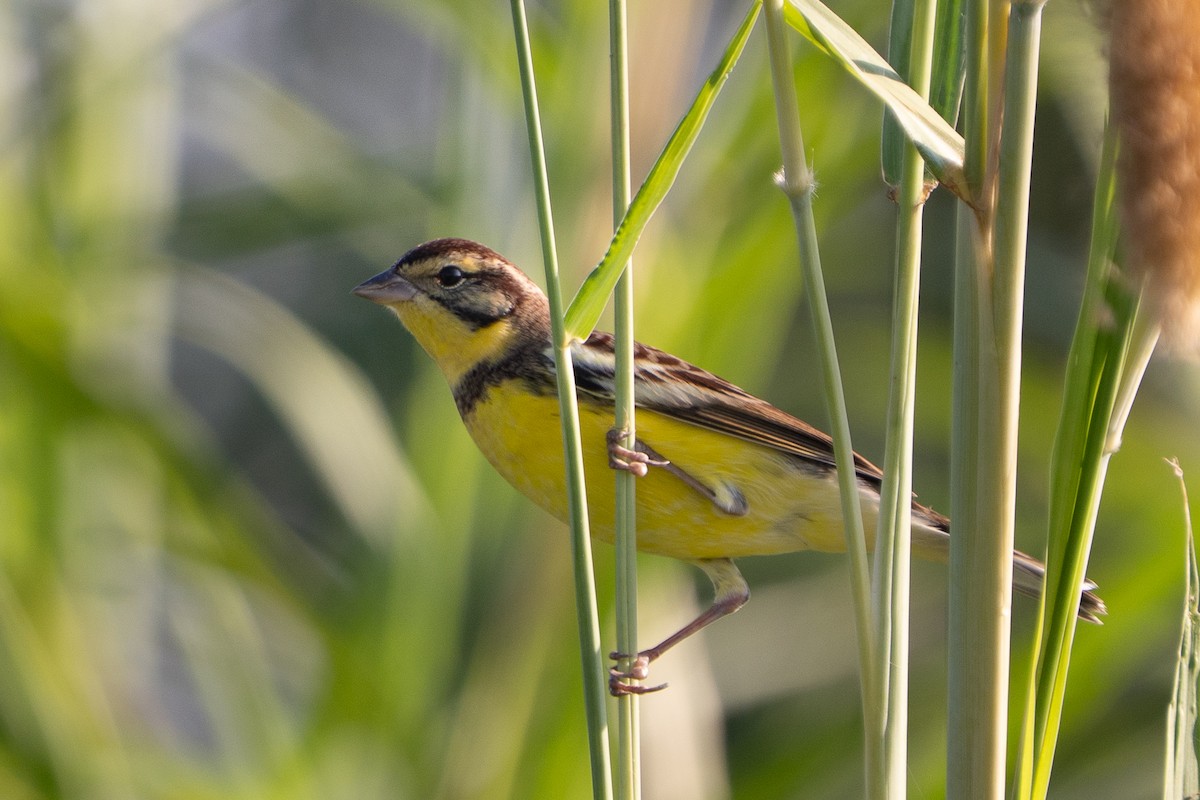 シマアオジ - ML647218322