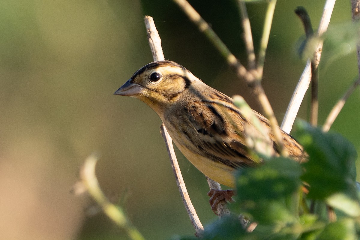 シマアオジ - ML647218324