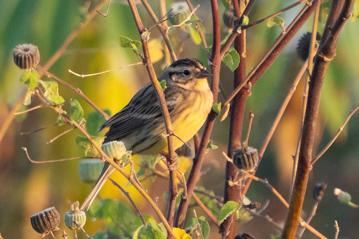 シマアオジ - ML647218325