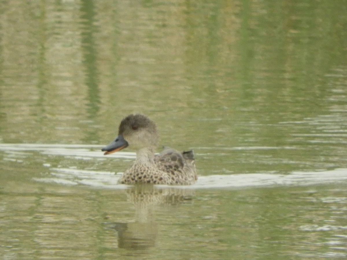 Gray Teal - ML647218330