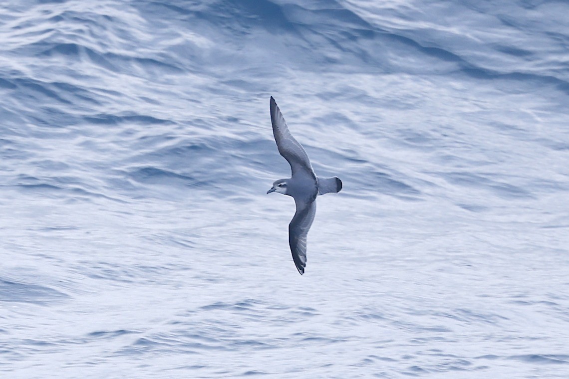 Antarctic Prion - ML647218331