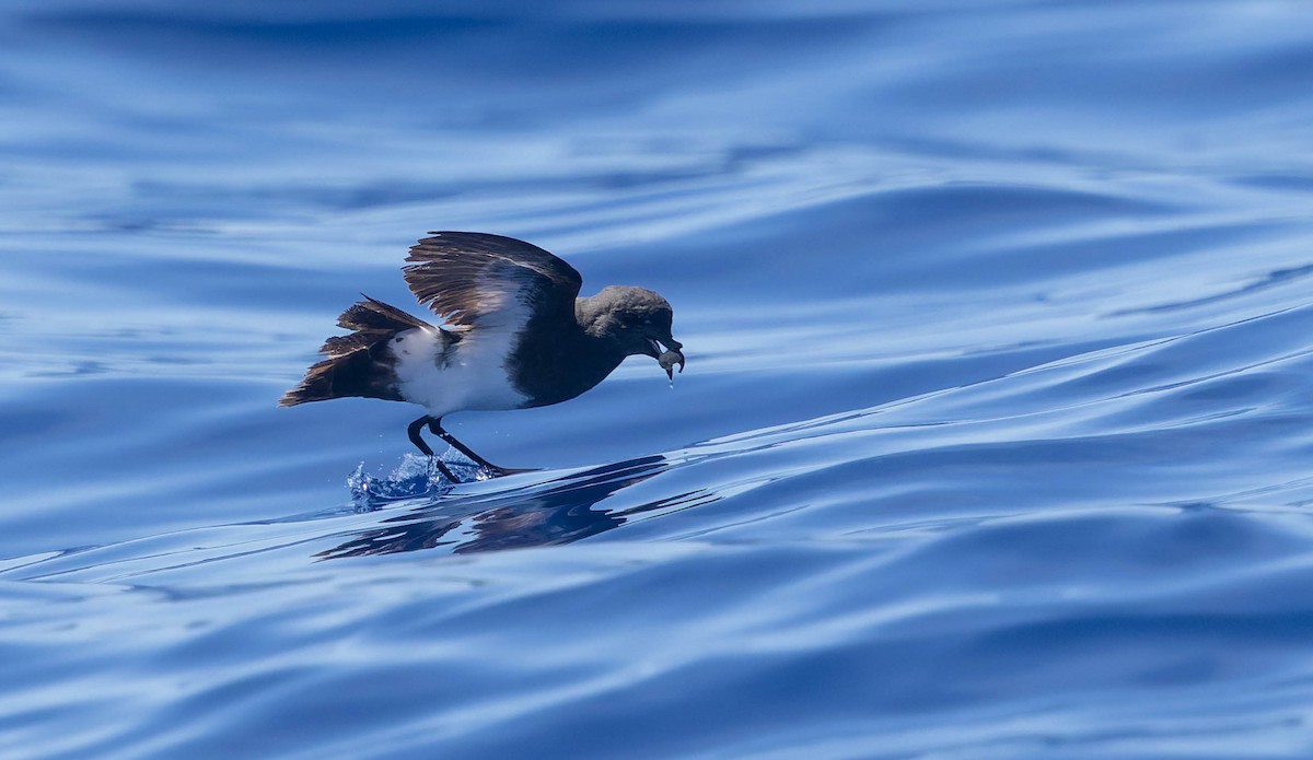 Black-bellied Storm-Petrel - ML647218335