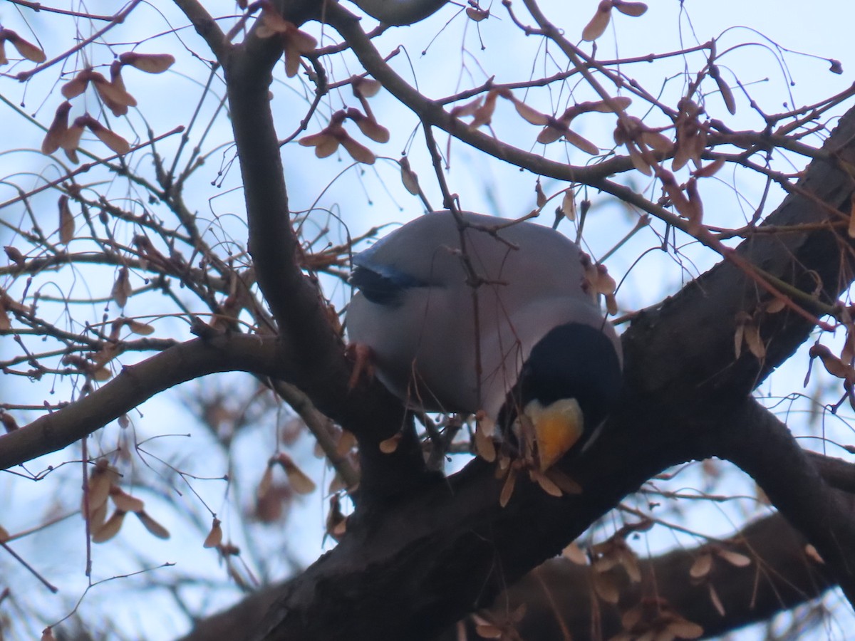 Maskenkernbeißer - ML647218340