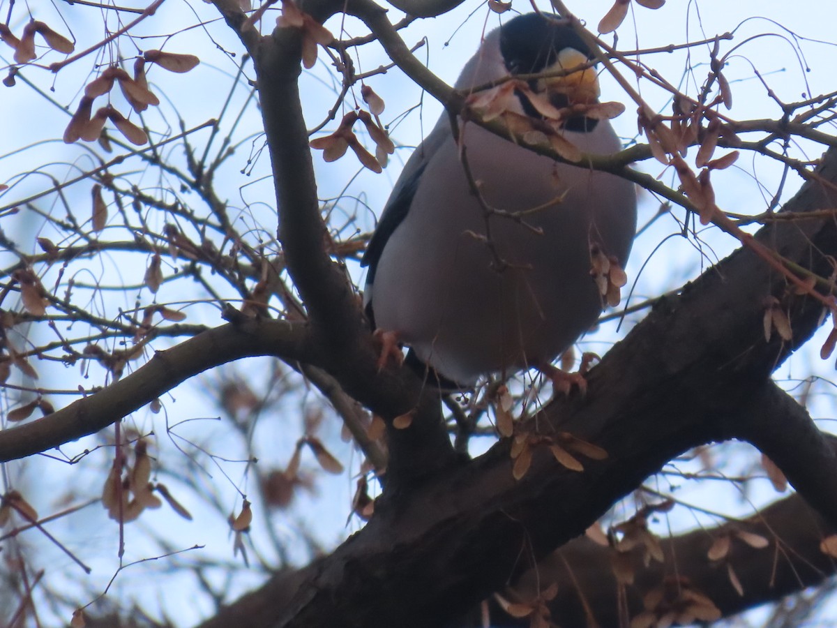 Maskenkernbeißer - ML647218341