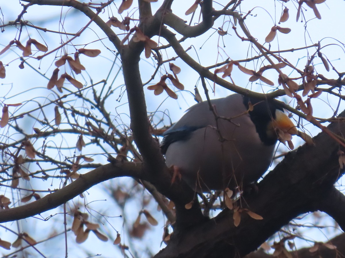 Maskenkernbeißer - ML647218342