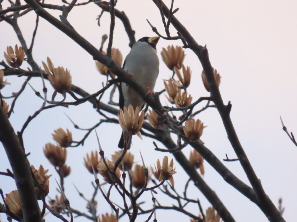 Maskenkernbeißer - ML647218343