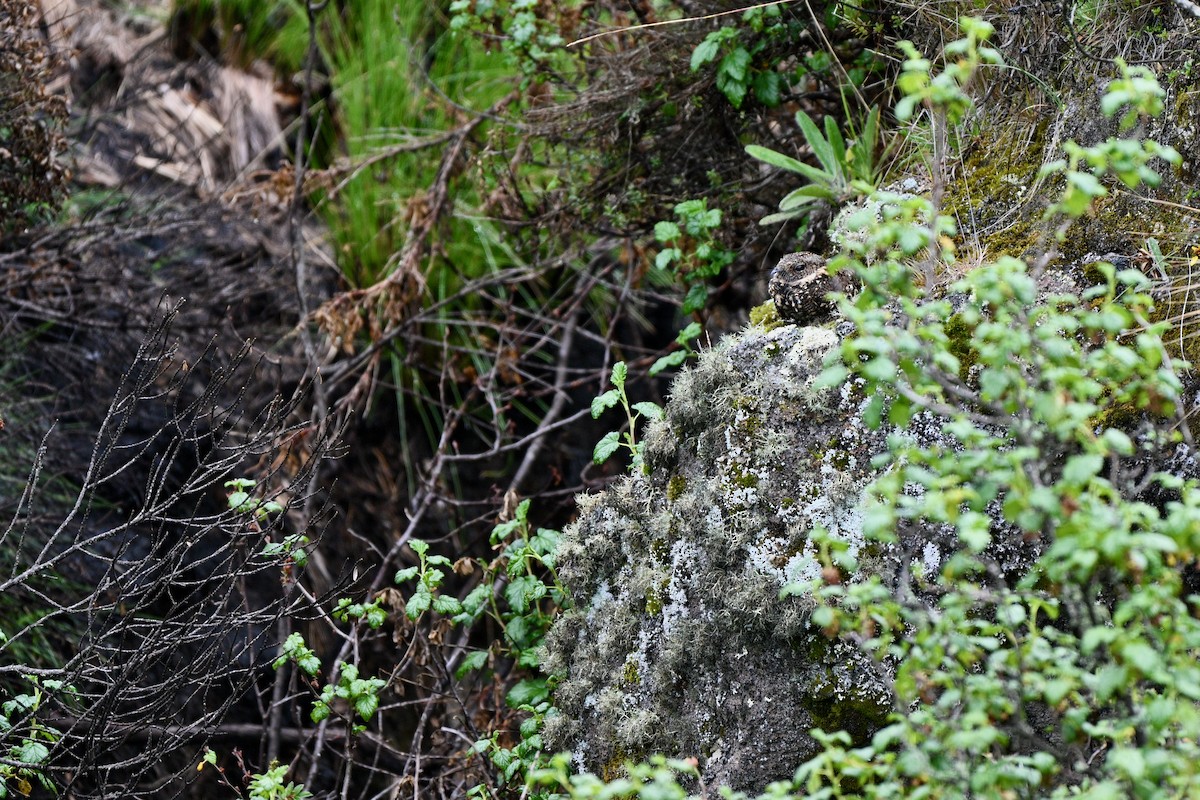 Engoulevent à miroir - ML647218345