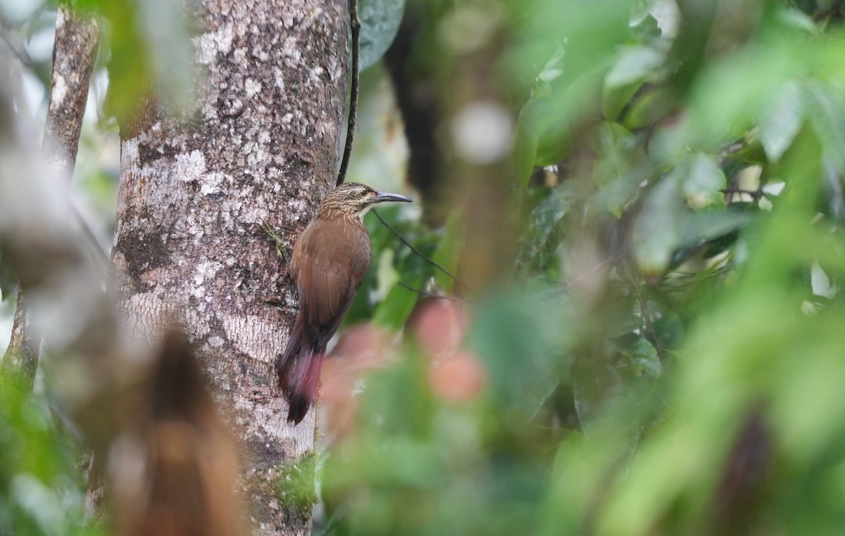 hvitstrupetreløper - ML647218347