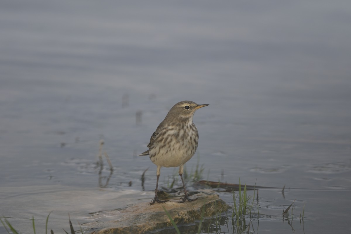 Water Pipit - ML647218360