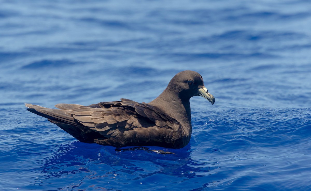Parkinson's Petrel - ML647218361