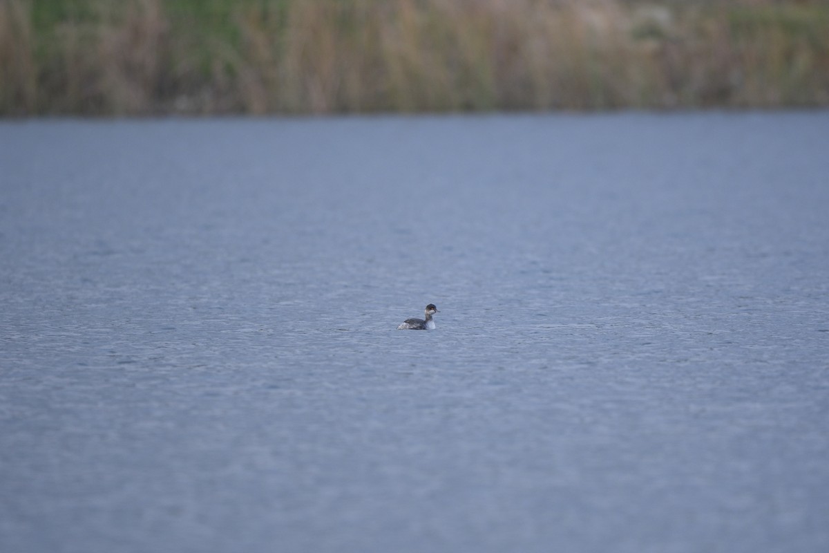 Eared Grebe - ML647218365
