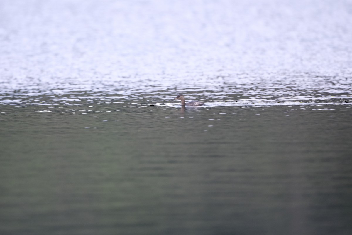 Little Grebe - ML647218366