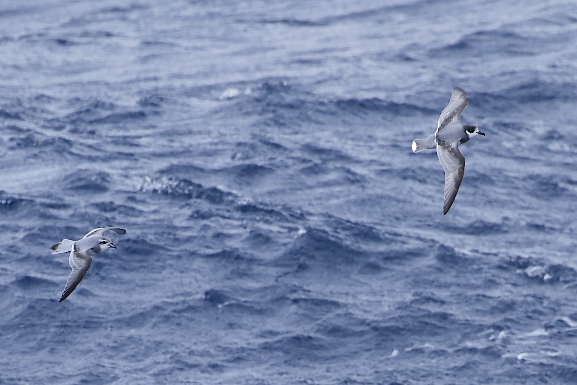 Голубой буревестник - ML647218370