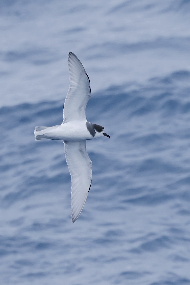 Голубой буревестник - ML647218371