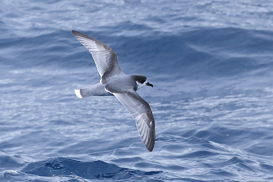 Голубой буревестник - ML647218372