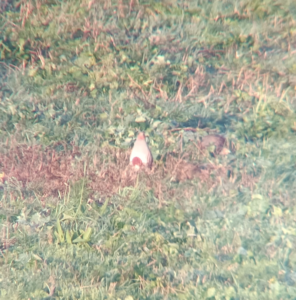 Gray Partridge - ML647218378
