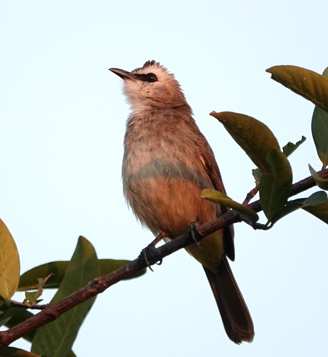 Yellow-vented Bulbul - ML647218379