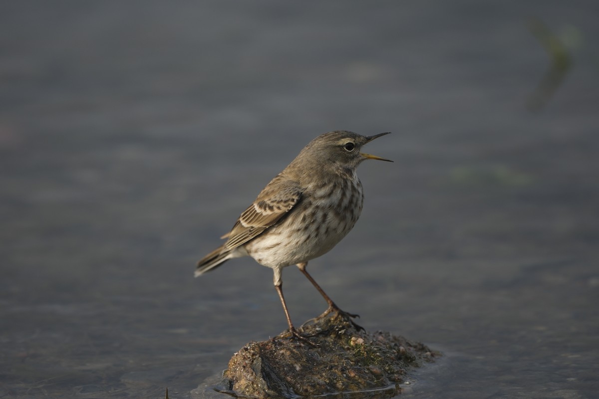 Water Pipit - ML647218381