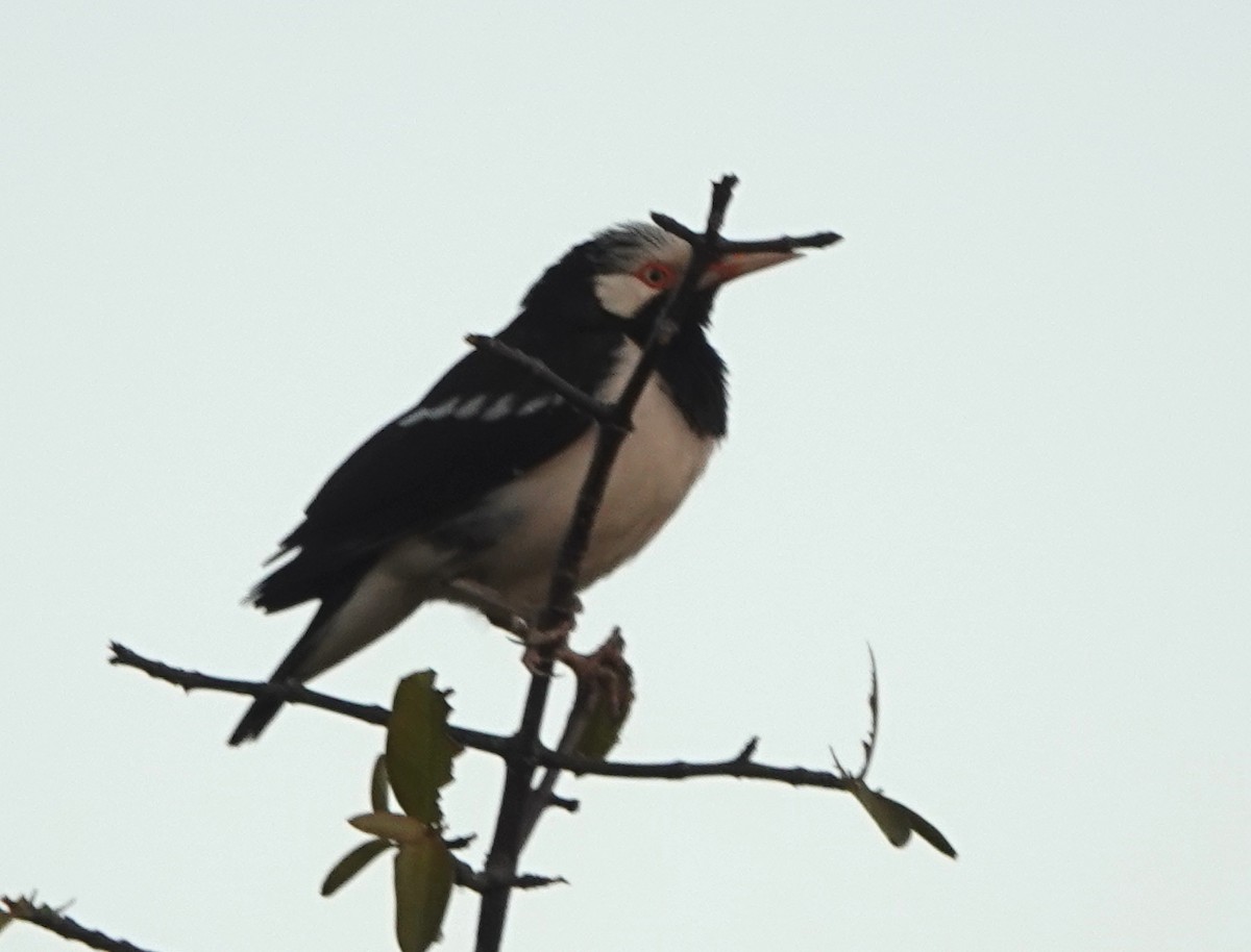 Siamese Pied Starling - ML647218387