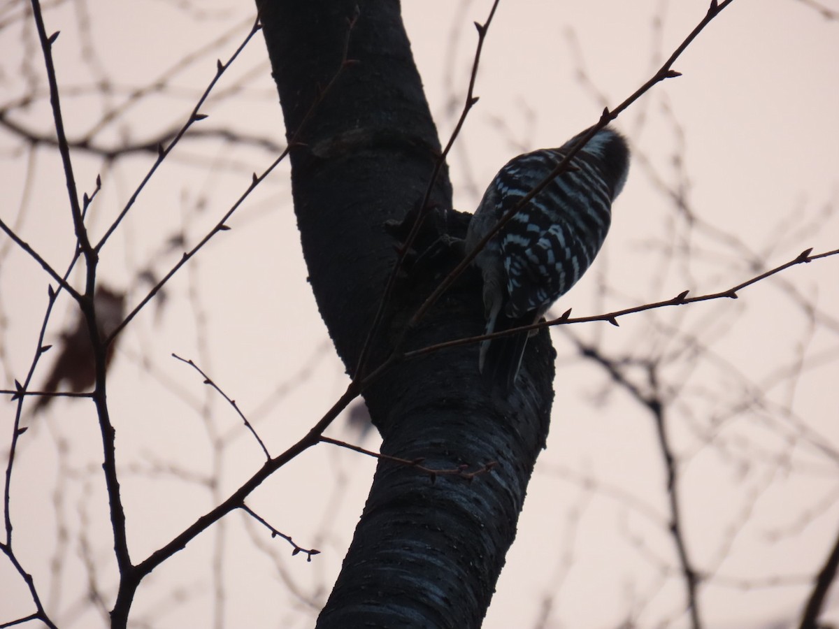 Kizukispecht - ML647218388