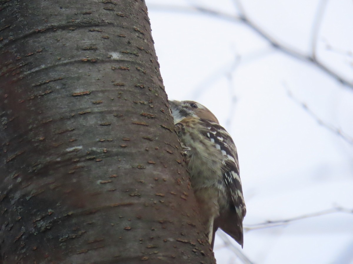 Kizukispecht - ML647218389