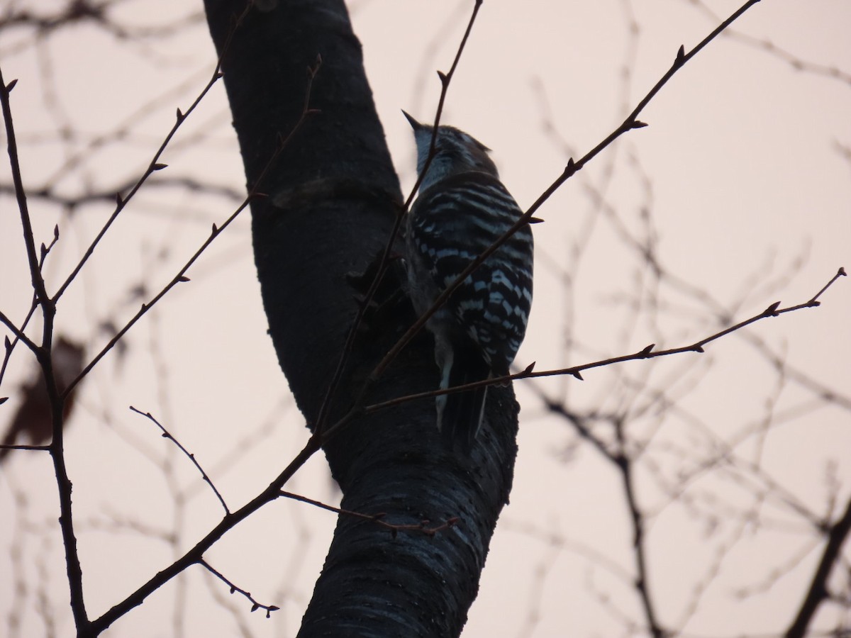 Дятел бурощокий - ML647218390