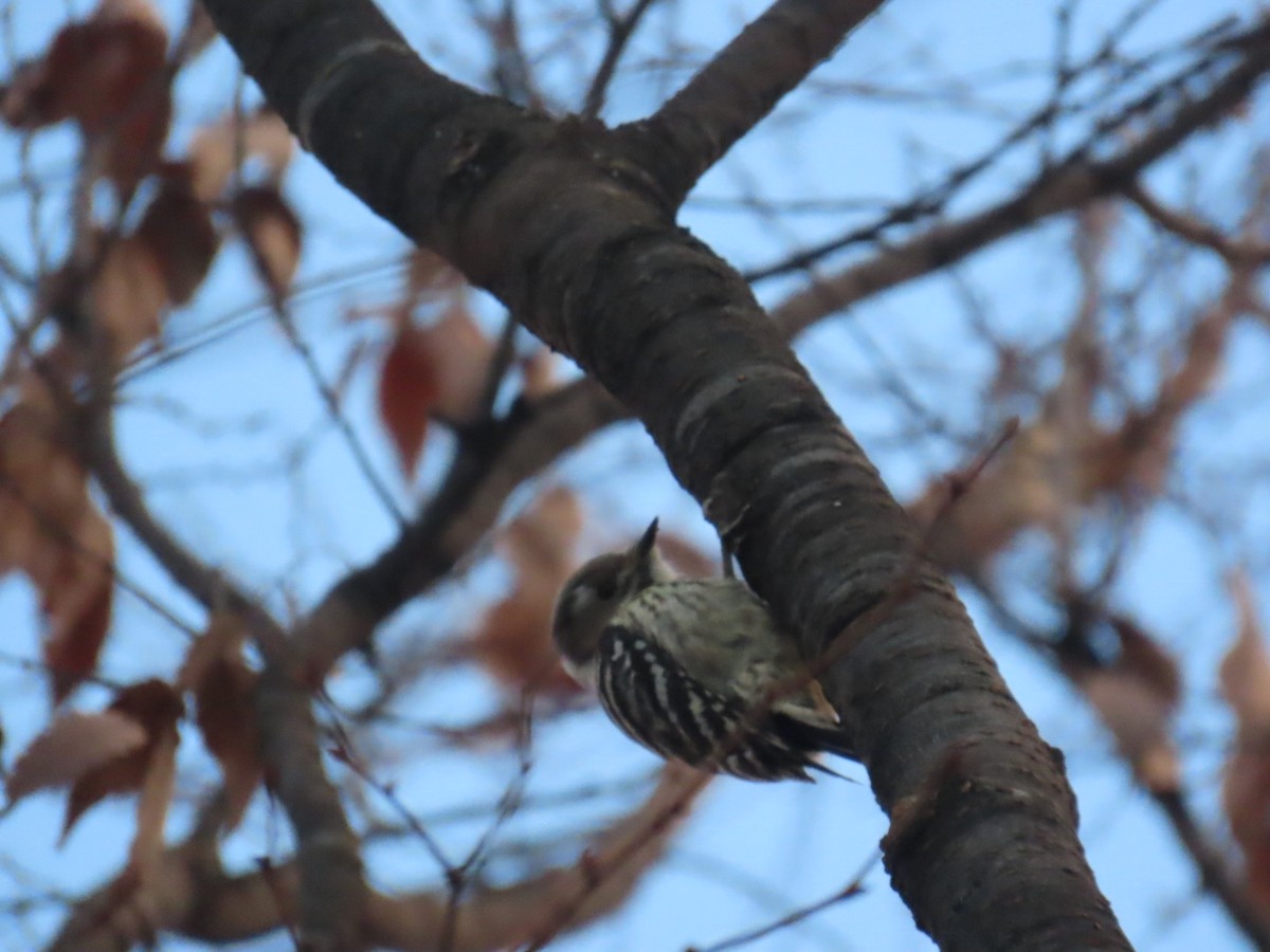 Kizukispecht - ML647218391