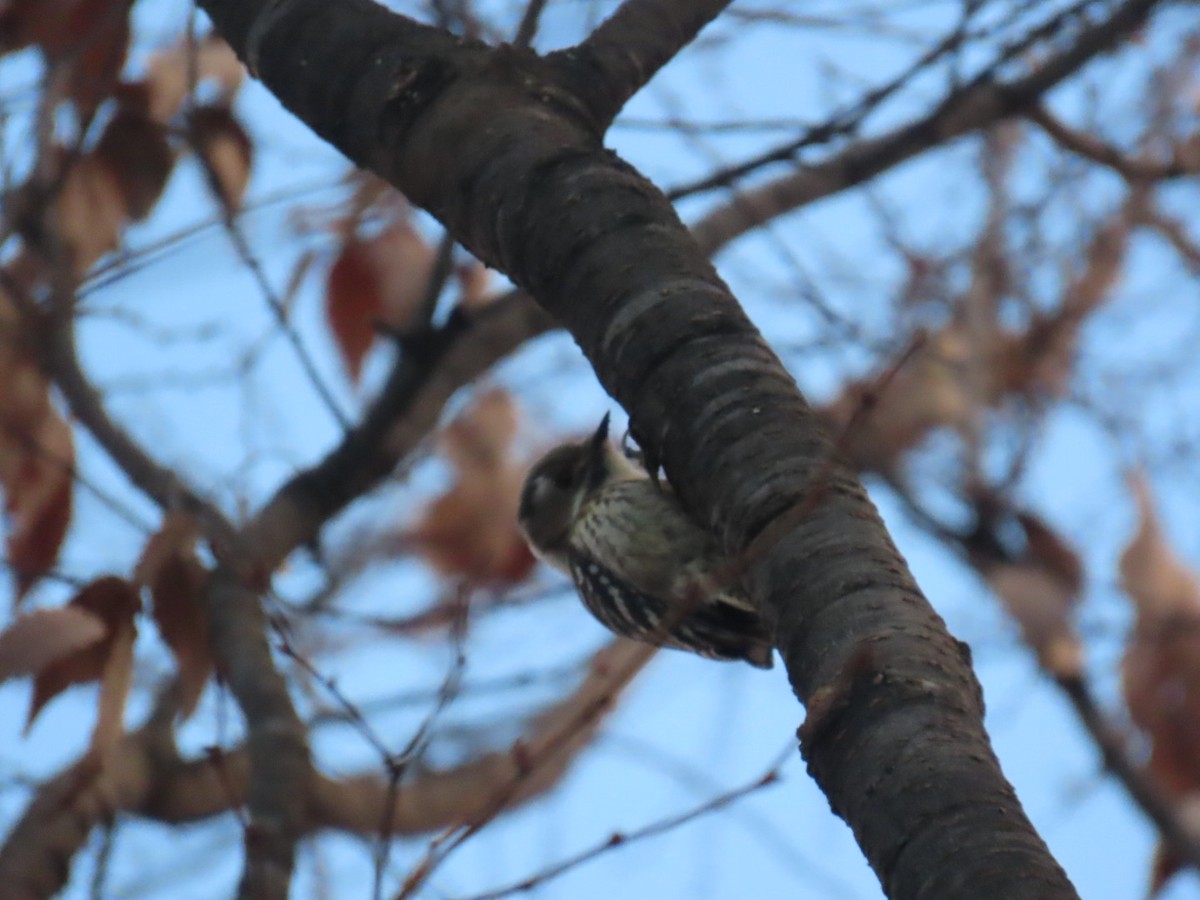 Дятел бурощокий - ML647218392