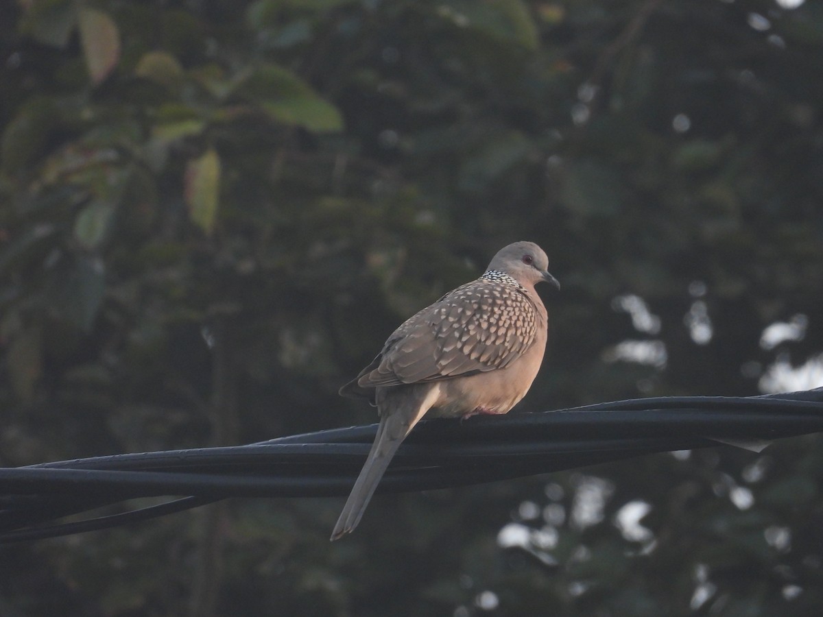 Горлиця китайська - ML647218393