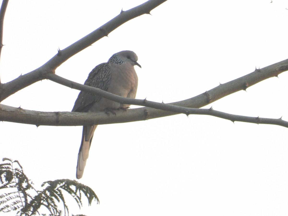 Горлиця китайська - ML647218394