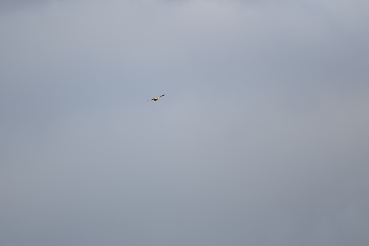 Лунь очеретяний - ML647218395