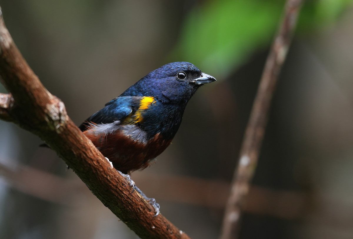 Гутурама іржасточерева - ML647218396