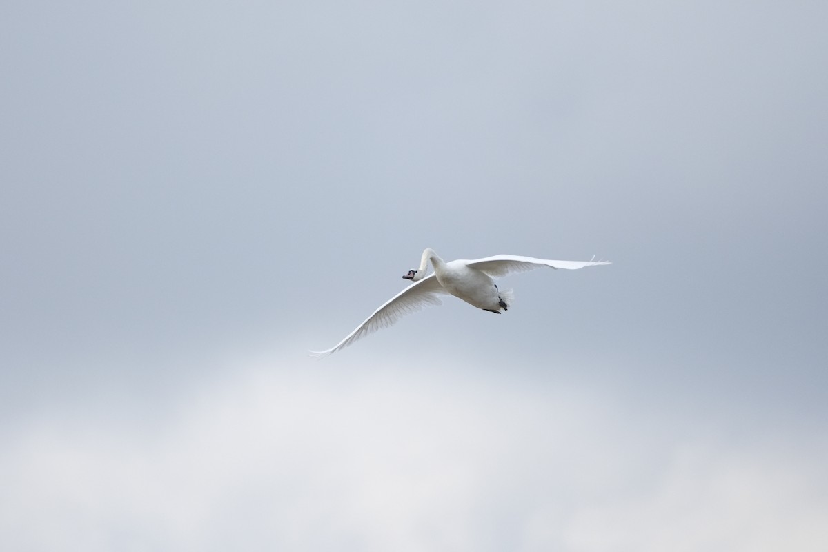 Лебідь-шипун - ML647218397