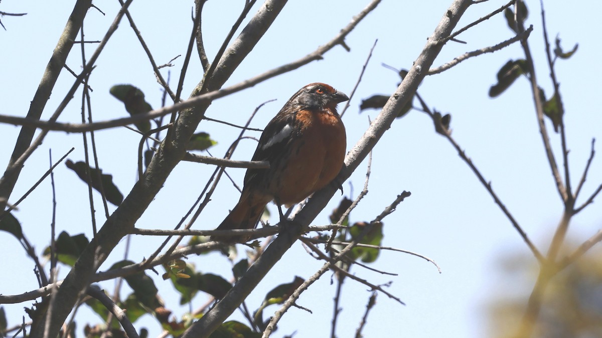 Рара рудохвоста - ML647218399