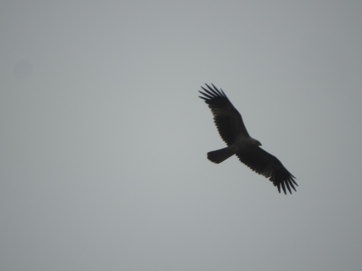 Шуліка-свистун - ML647218400