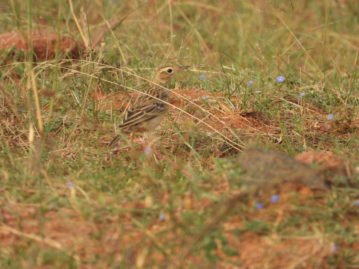 pipit sp. - ML647218403