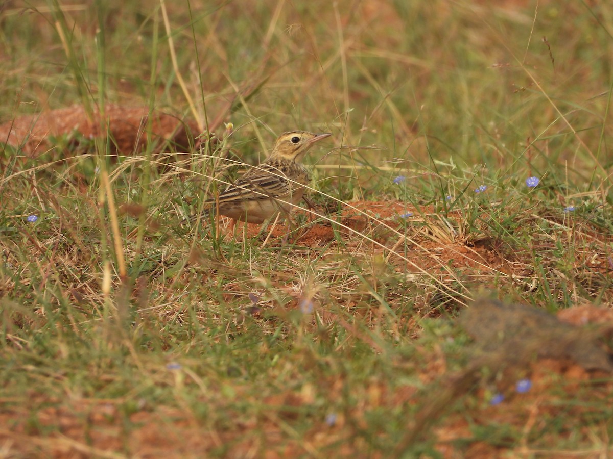 Щеврик sp. - ML647218404