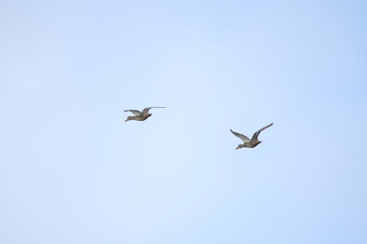 Крижень звичайний - ML647218405