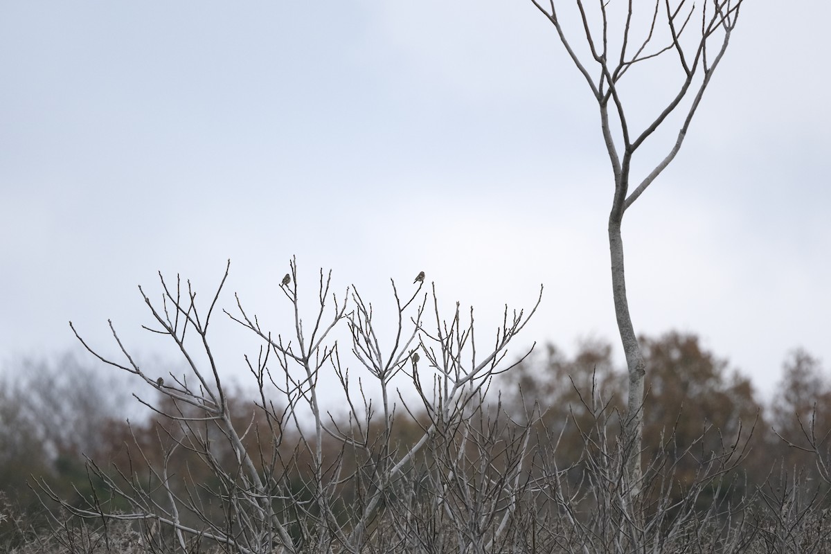 Зяблик звичайний - ML647218407