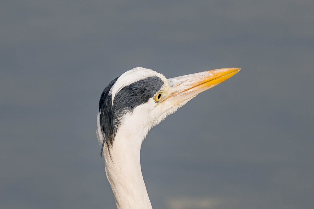 Чапля сіра (підвид cinerea/jouyi) - ML647218408